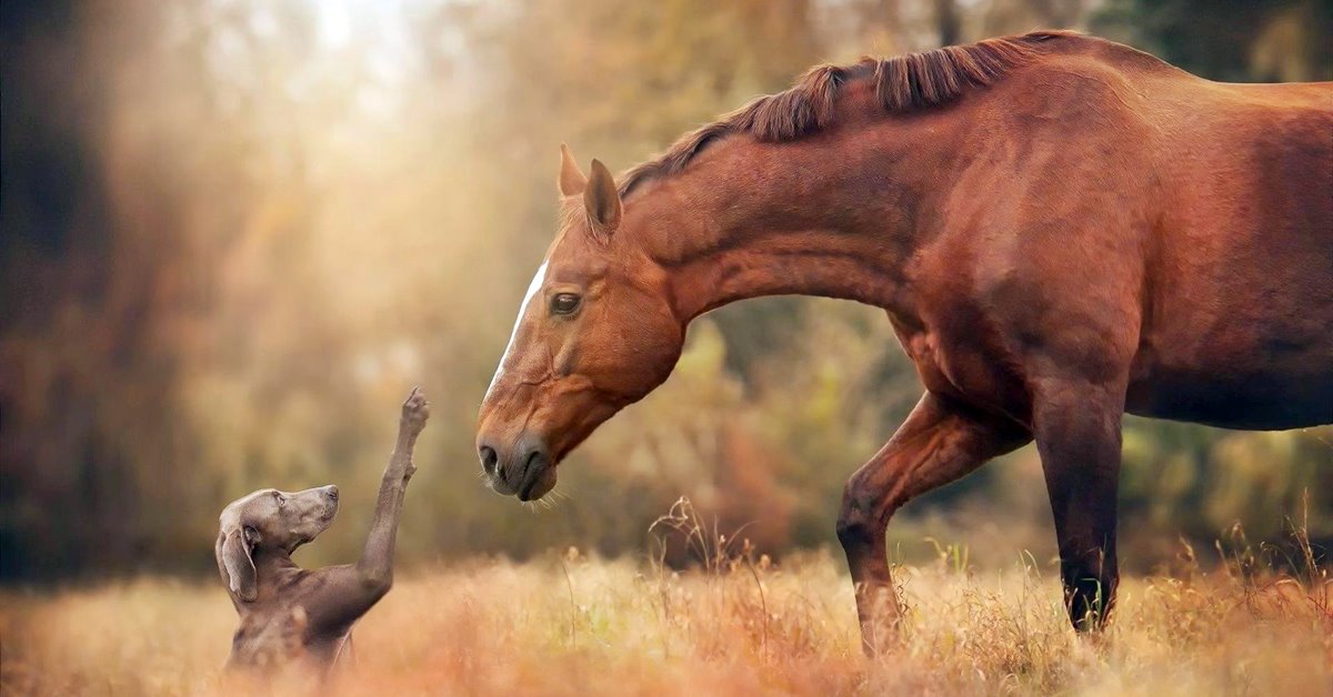 Come insegnare al cane come comportarsi con i cavalli