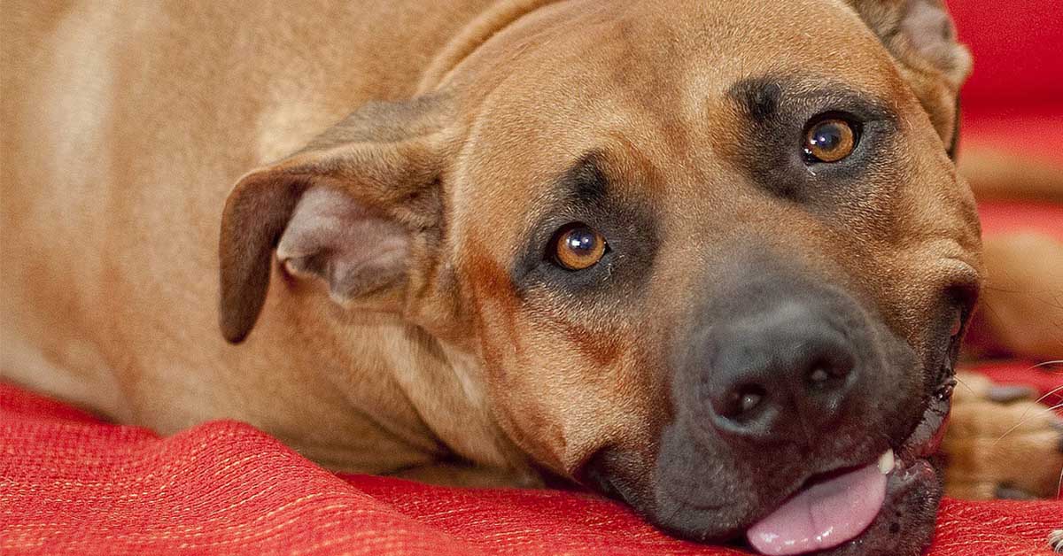 Come insegnare al cane a usare il vasino se lavori tutto il giorno