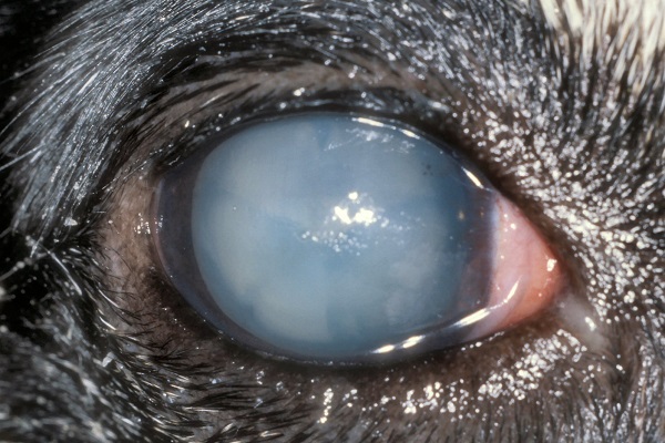occhio del cane cieco