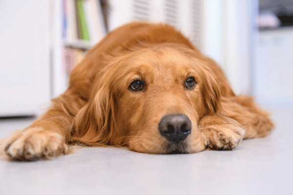 cane triste