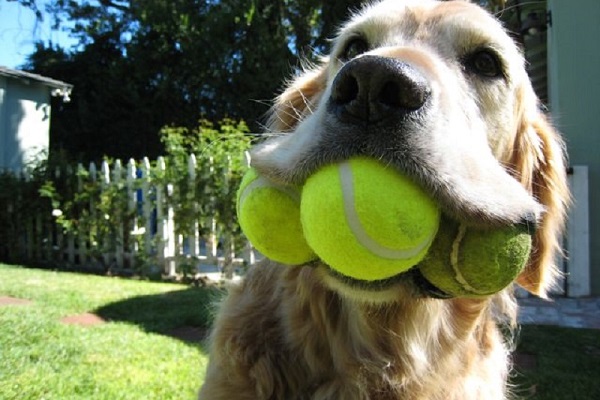 cane con tre palline da tennis in bocca