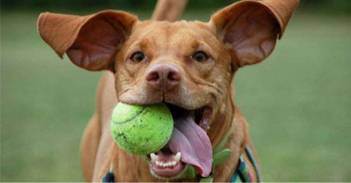 Lanciapalline automatico per cani: come farlo in casa