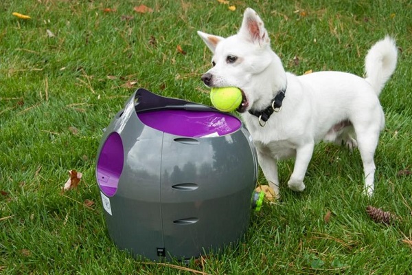 cane gioca con lanciapalline automatico