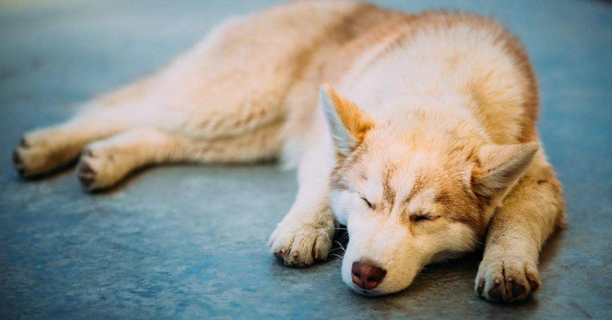 Lesioni del tendine d’Achille del cane: cosa bisogna fare