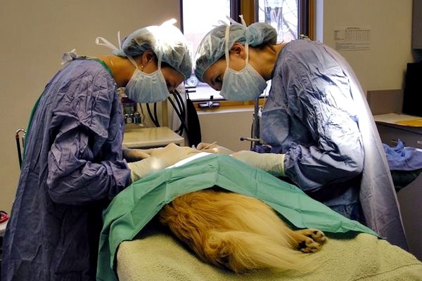 intervento chirurgico veterinario