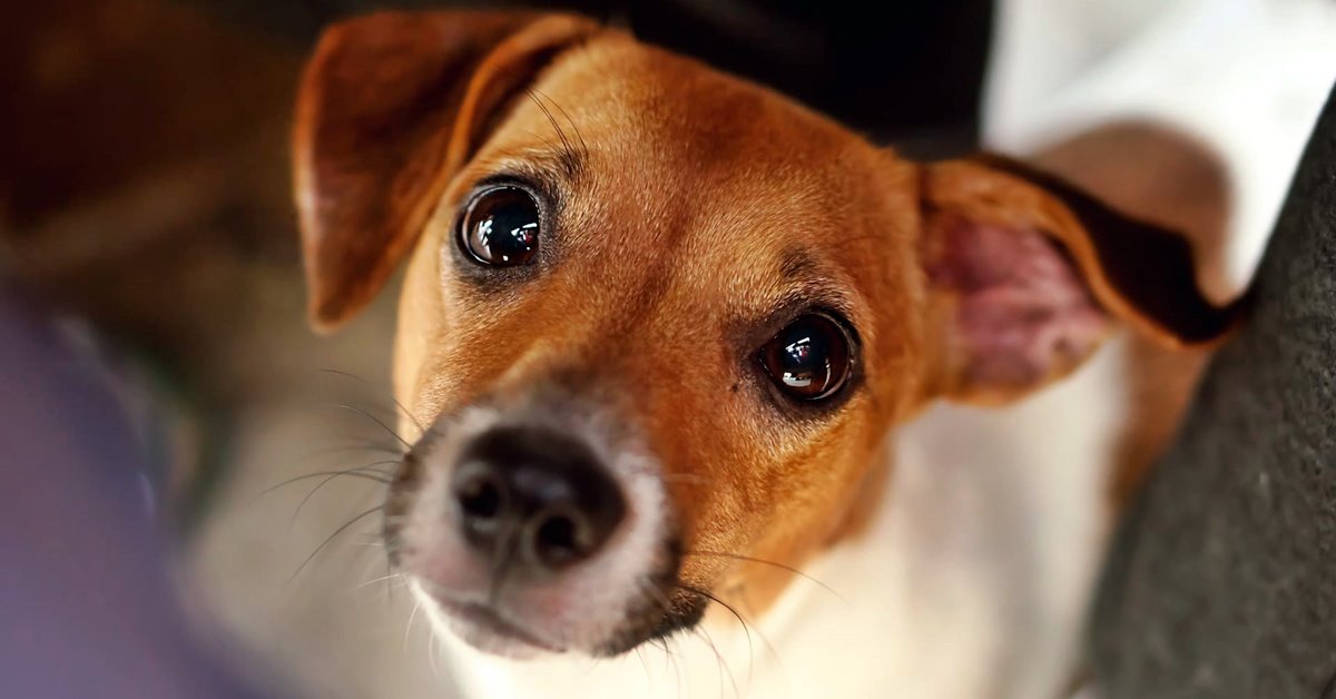 Lussazione della lente oculare del cane: sintomi e trattamento