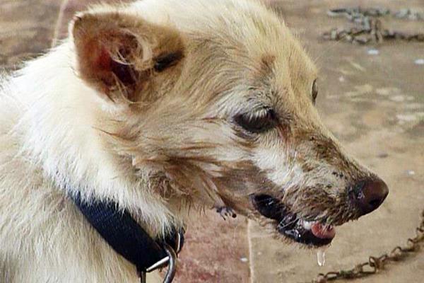 cane con la rabbia