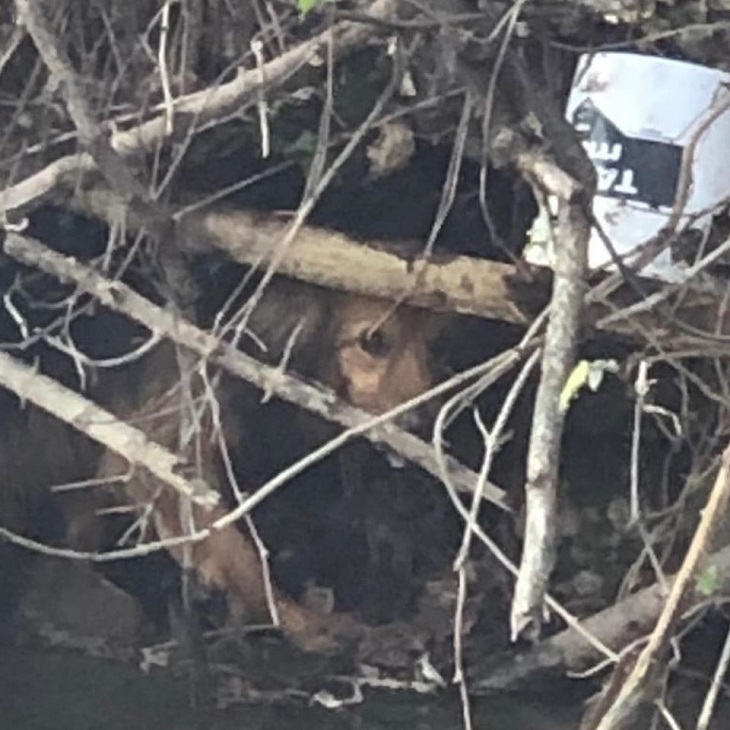 martesana-cane-naviglio