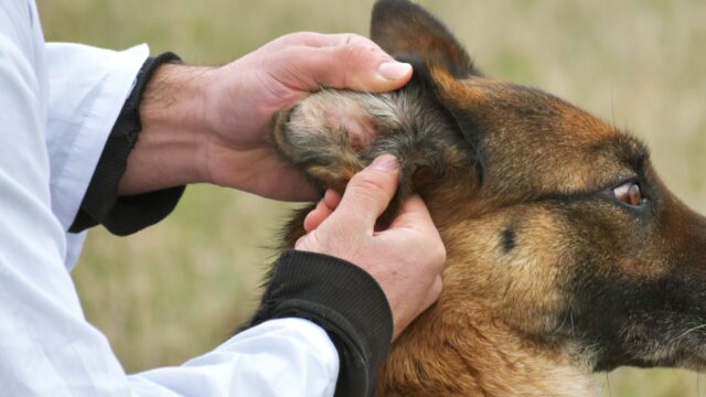 Massaggiare le orecchie del cane: come e perché farlo