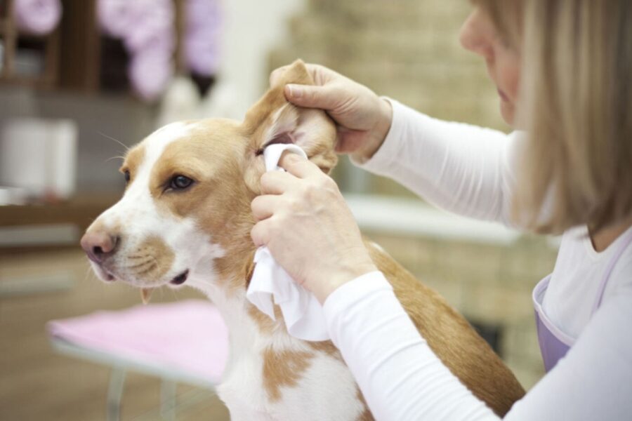 pulire le orecchie del cane