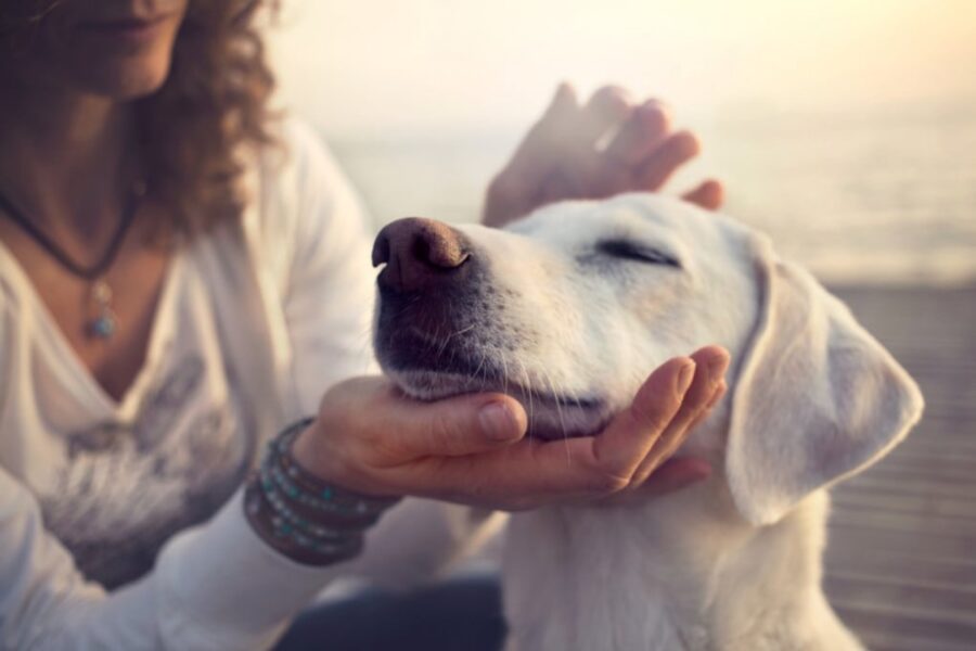 coccolare il cane