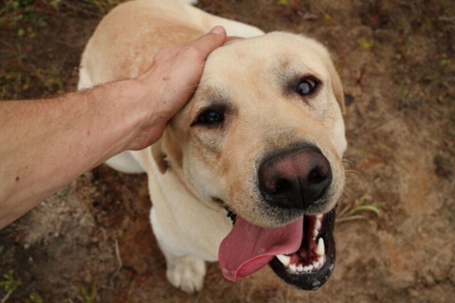 cane cerca attenzioni