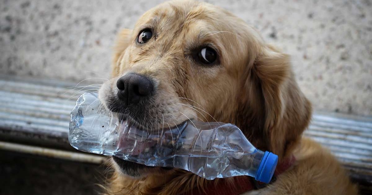 cane ha bottiglia fra i denti