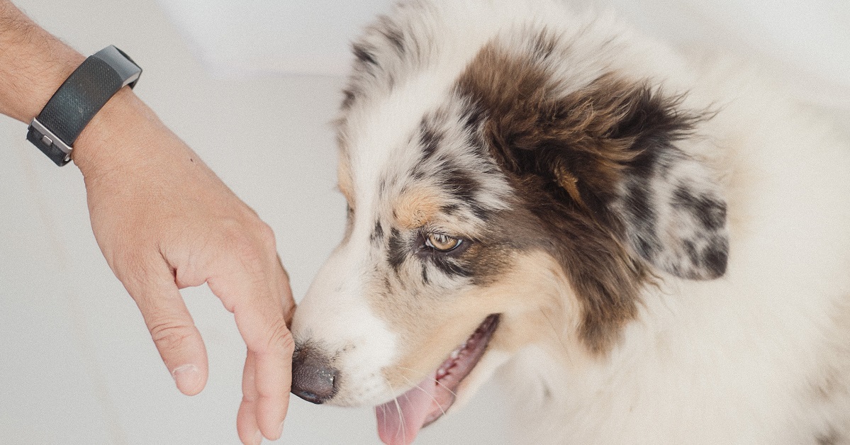 Medicina sensoriale per i cani: che cos’è? E come funziona?