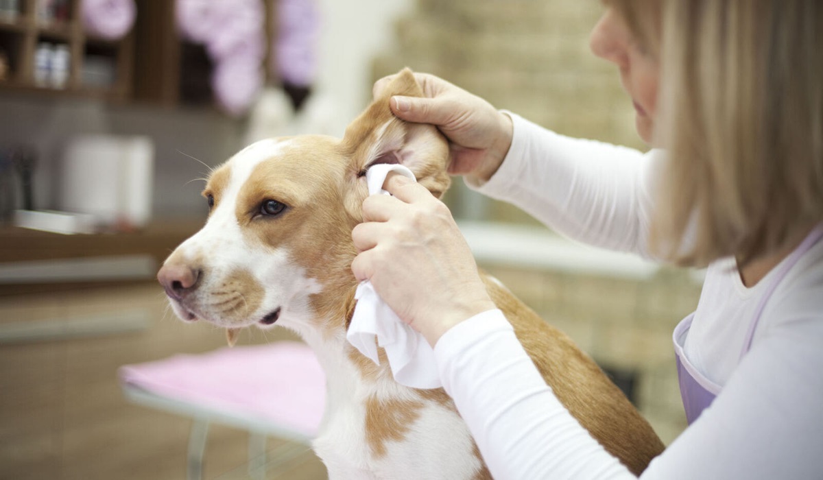 asciugare le orecchie del cane