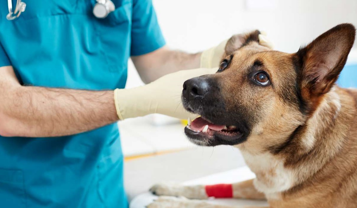 pastore tedesco dal veterinario