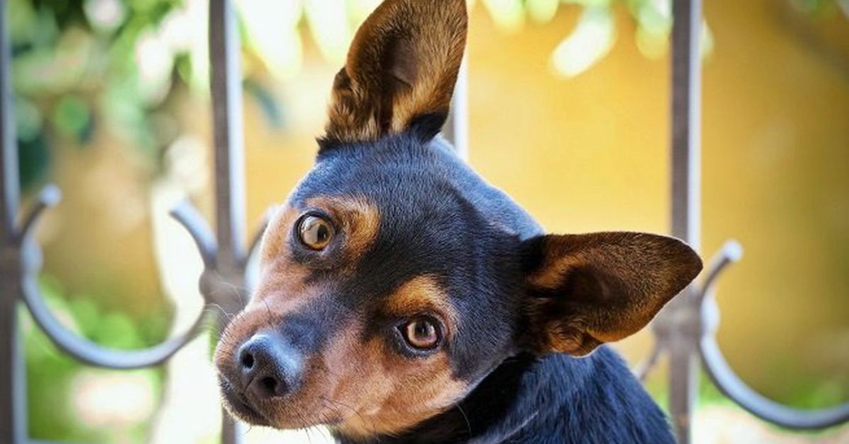 Come mettere le gocce auricolari al cane