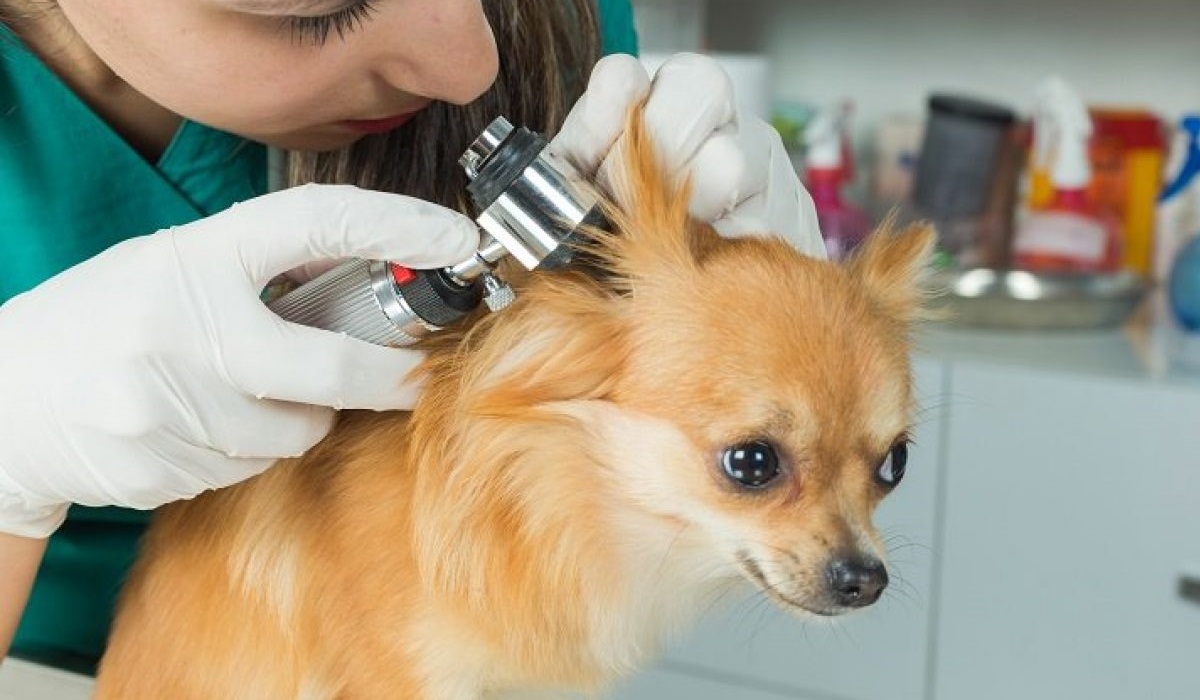 veterinario controlla le orecchie del cane