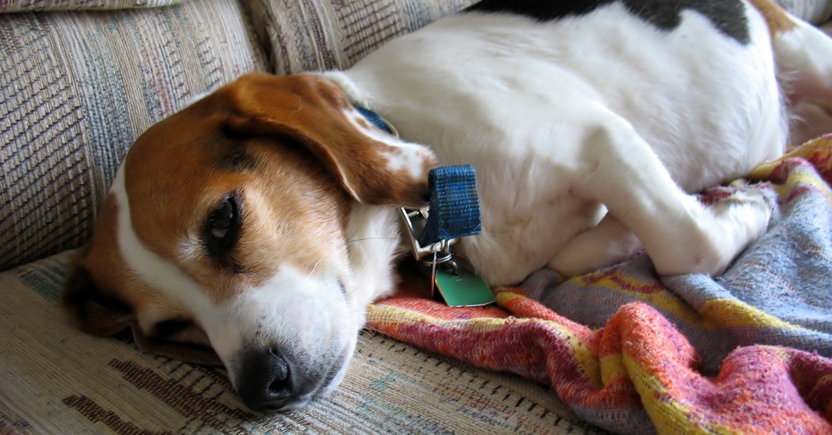 Mucocele biliare nel cane: cause, sintomi e trattamenti