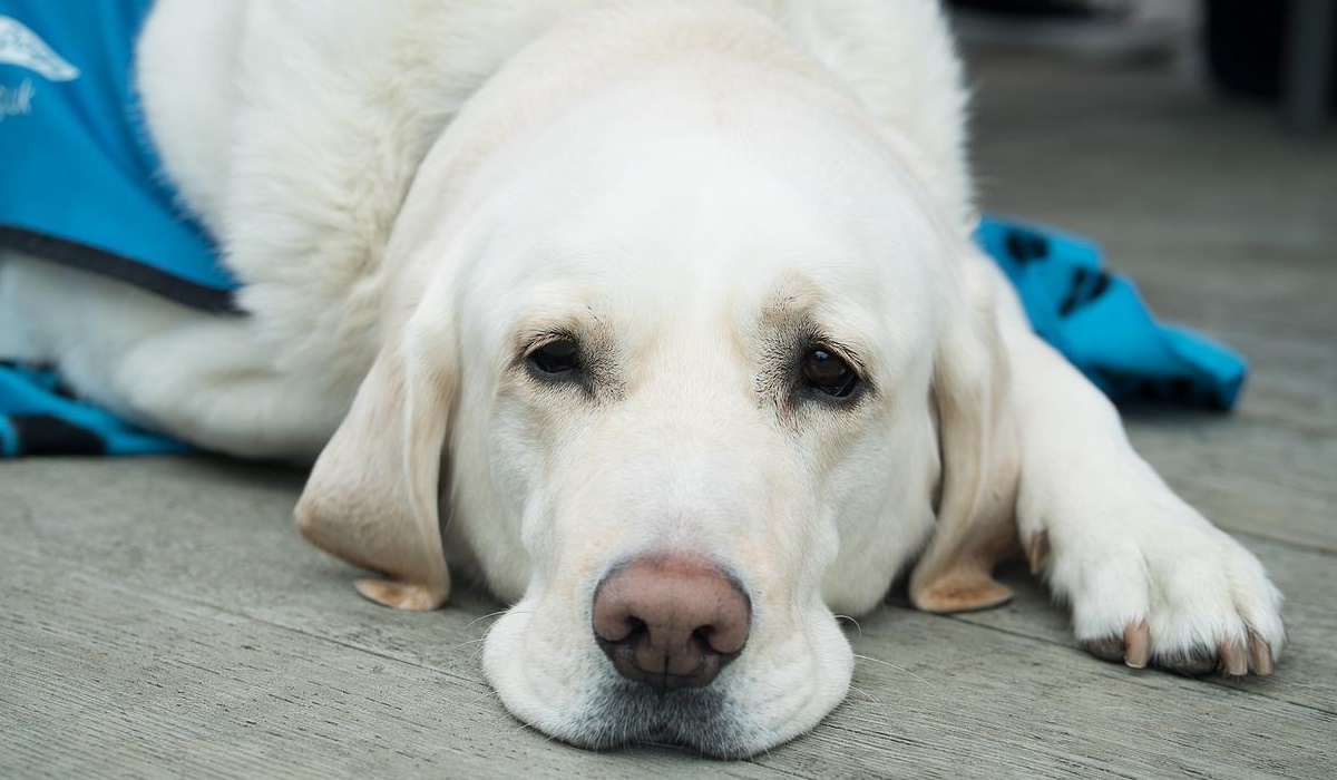 labrador retriever che dorme sul pavimento