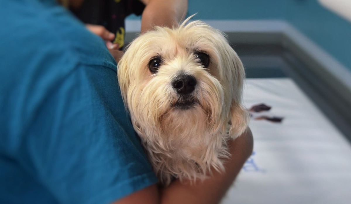 cane dal veterinario