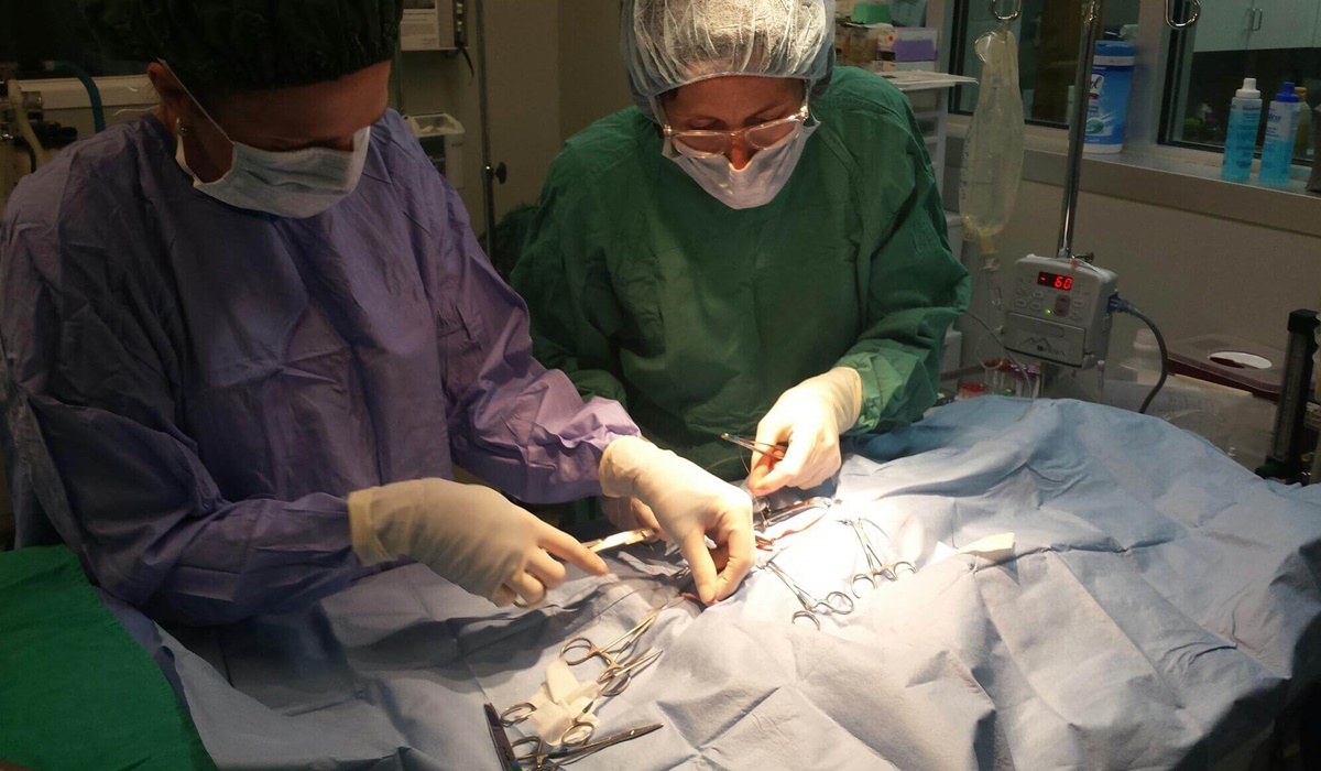 veterinario fa un intervento chirurgico