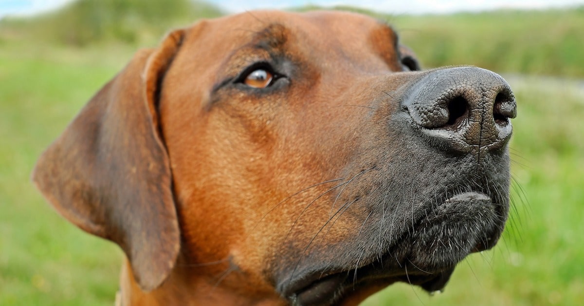 I cani possono sentire l’odore degli steroidi?