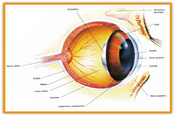 parti occhio