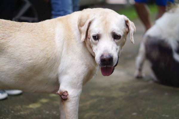 cane con verruche alla zampa