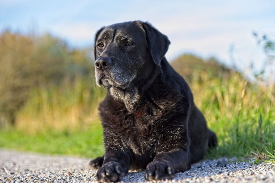 labrador retriever anziano