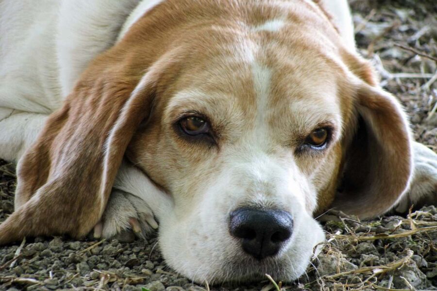 beagle anziano