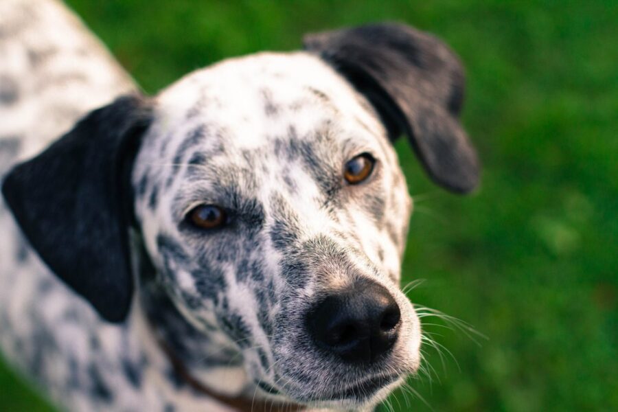 dalmata in giardino