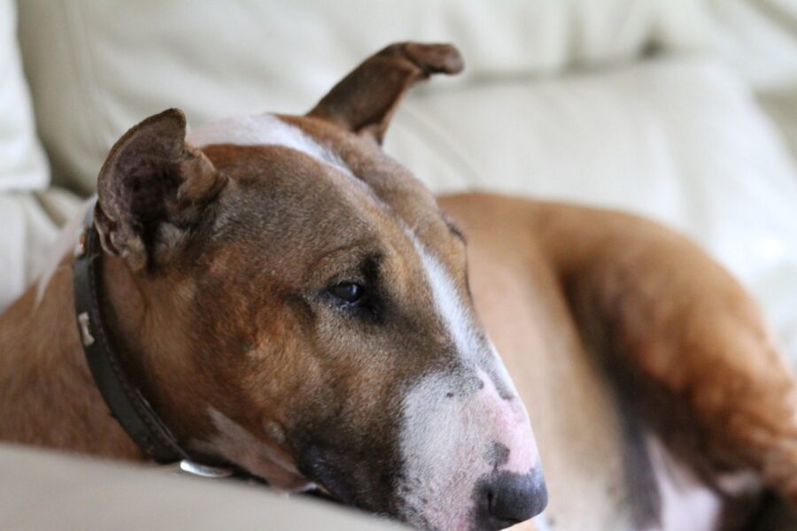 bull terrier in casa