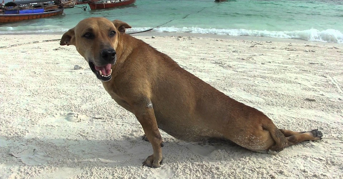 cane in spiaggia con paralisi alle zampe