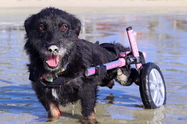 cane con carrellino per camminare