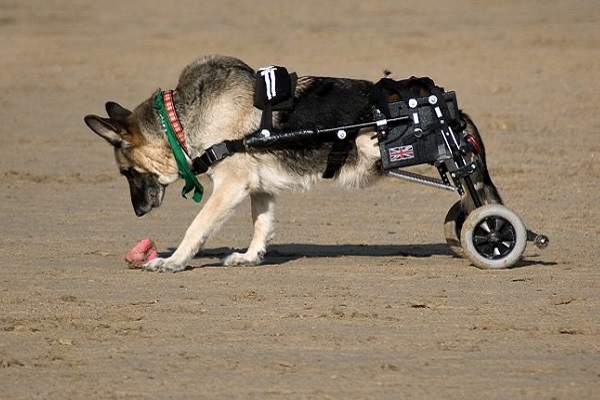 cane che gioca in piaggia