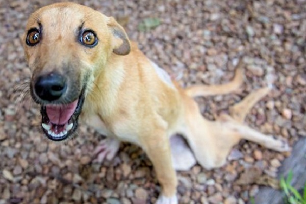 cane che non può muovere gli arti posteriori