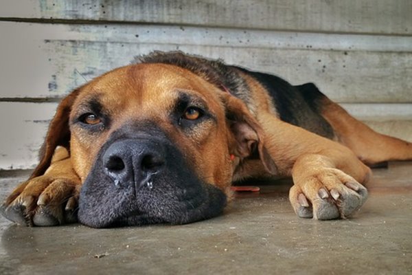 naso che cola nel cane