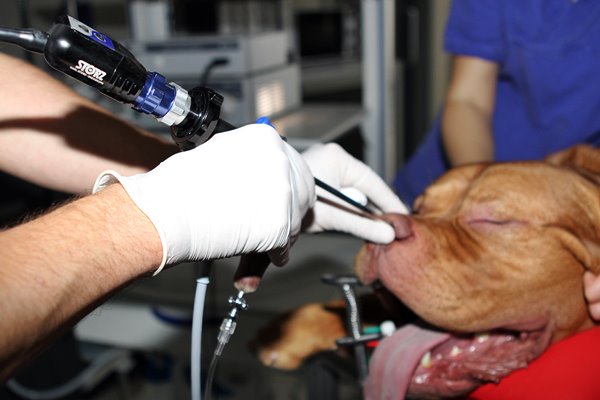 endoscopia al naso del cane