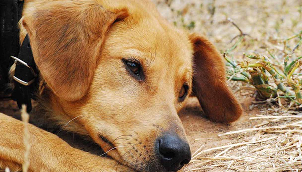 Peste nei cani, può succedere: cosa bisogna sapere