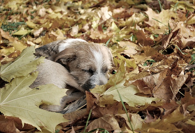 cane dorme