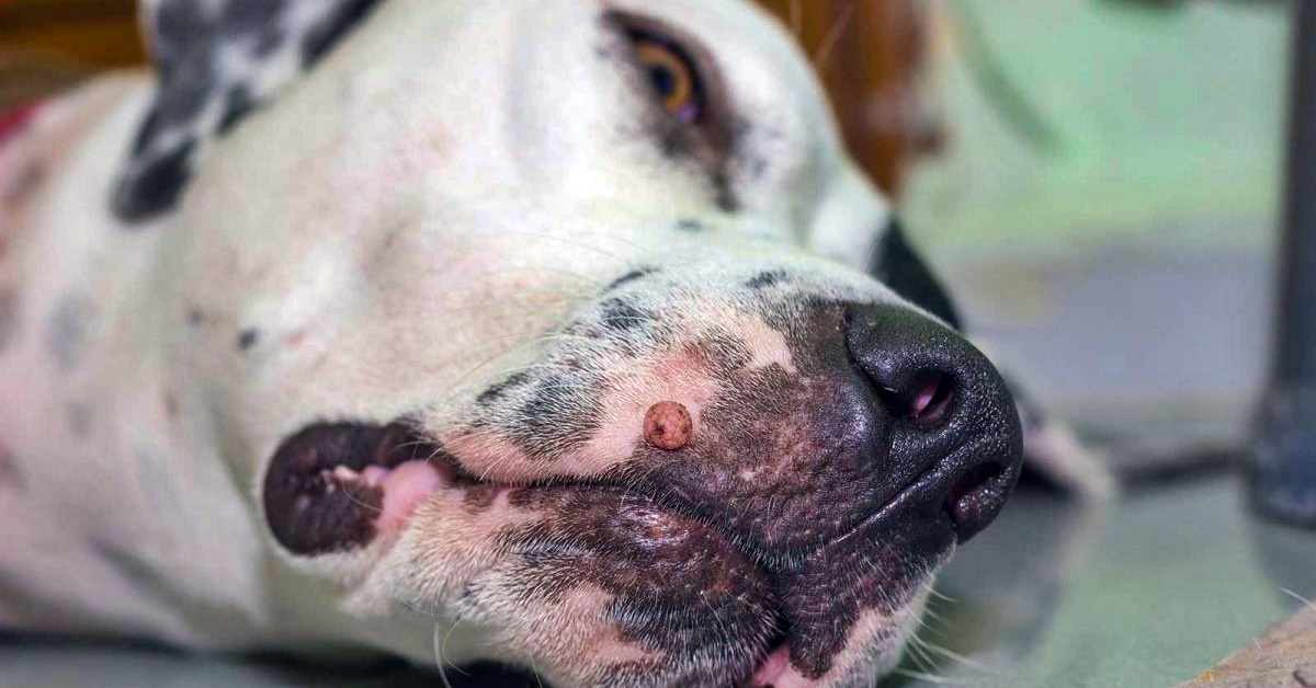 Placca virale pigmentata nel cane: tutto quello che bisogna sapere