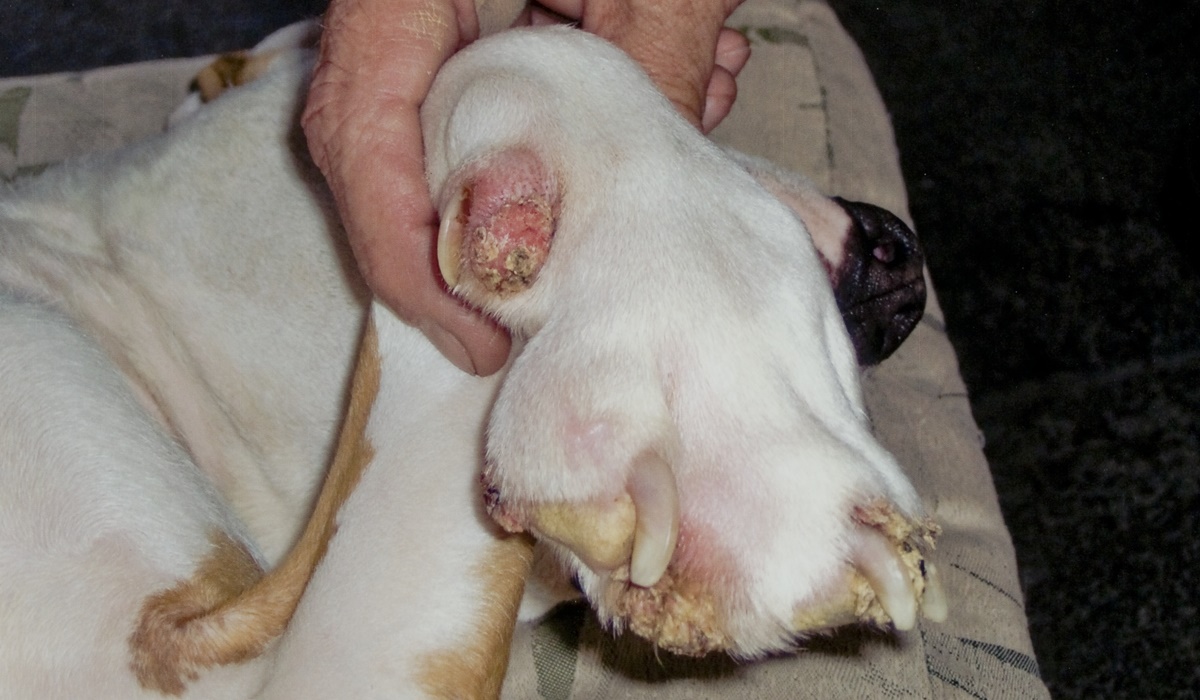 Papilloma nella zampa del cane - Il tuo cane ha la dermatite? condyloma acuminata literature review