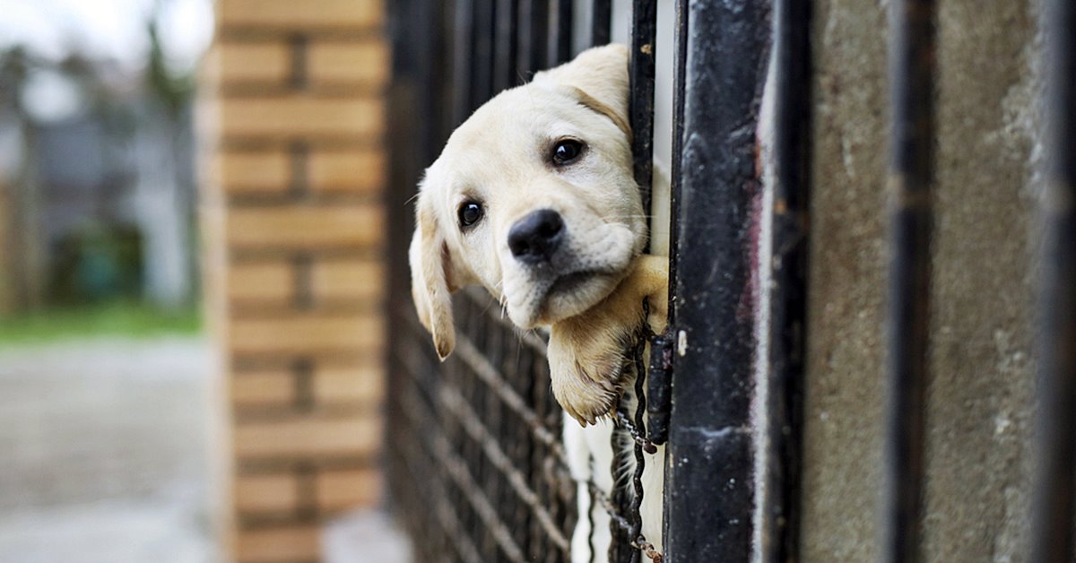 Posso far vivere un cane in garage? No, ed ecco perché