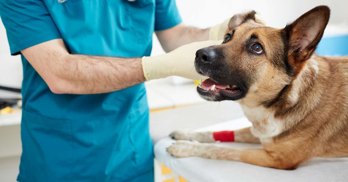 cane dal veterinario