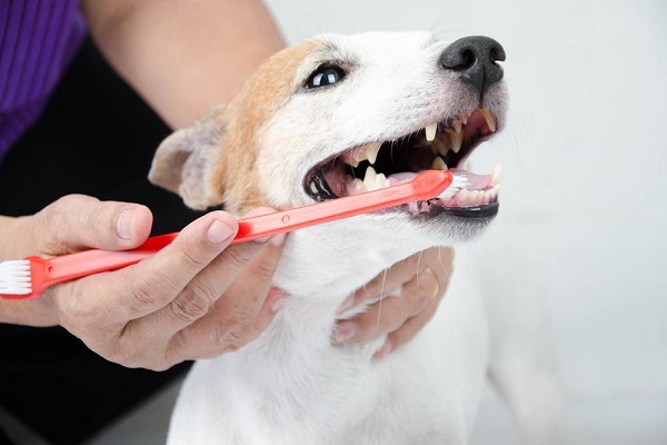 spazzolino da denti per cane