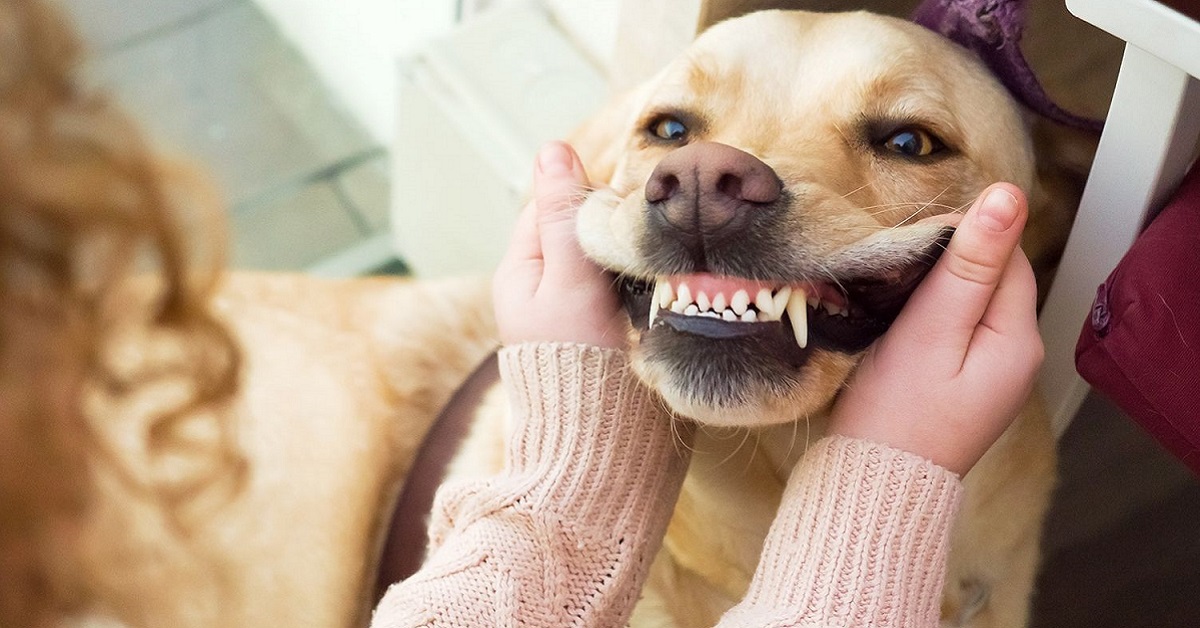 6 problemi comuni dei denti dei cani e come prevenirli