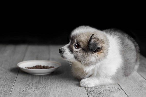 cucciolo di cane e crocchette