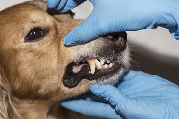 veterinario guarda i denti del cane