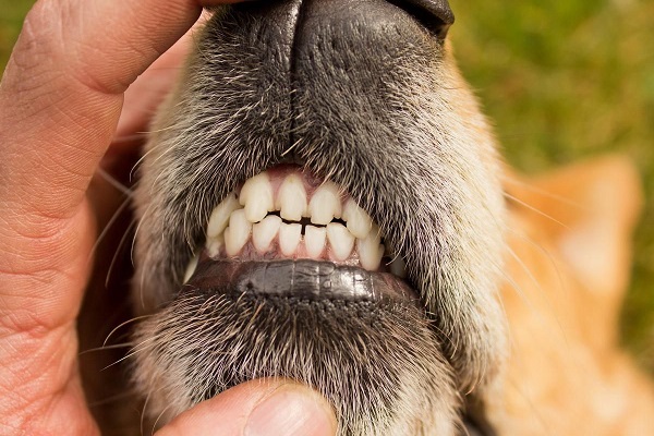 dentatura cane